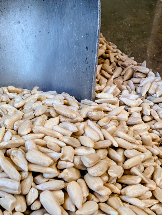 Graines de Tournesol BIO - THE NUTS SHOP